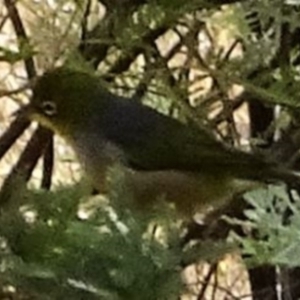 Zosterops lateralis at Greenway, ACT - 26 Feb 2017