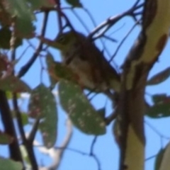 Zosterops lateralis at Greenway, ACT - 26 Feb 2017 04:59 PM