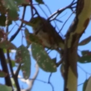 Zosterops lateralis at Greenway, ACT - 26 Feb 2017