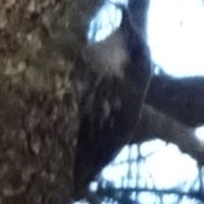 Cormobates leucophaea (White-throated Treecreeper) at Bullen Range - 26 Feb 2017 by SteveC