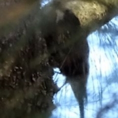 Cormobates leucophaea at Greenway, ACT - 26 Feb 2017