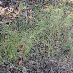 Eragrostis curvula at Greenway, ACT - 26 Feb 2017 by SteveC