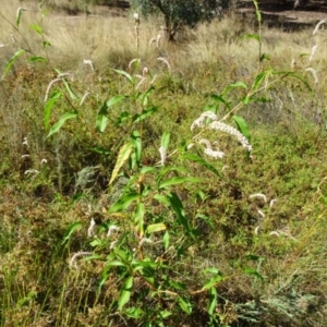 Persicaria lapathifolia at Greenway, ACT - 26 Feb 2017