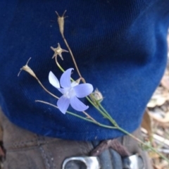 Wahlenbergia capillaris (Tufted Bluebell) at Greenway, ACT - 26 Feb 2017 by SteveC