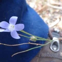 Wahlenbergia capillaris at Greenway, ACT - 26 Feb 2017 04:38 PM