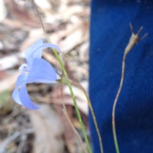 Wahlenbergia capillaris at Greenway, ACT - 26 Feb 2017 04:38 PM