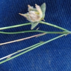 Wahlenbergia capillaris at Greenway, ACT - 26 Feb 2017 04:38 PM