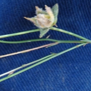 Wahlenbergia capillaris at Greenway, ACT - 26 Feb 2017 04:38 PM