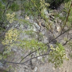 Cassinia quinquefaria (Rosemary Cassinia) at Greenway, ACT - 26 Feb 2017 by SteveC