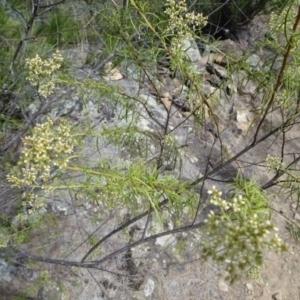 Cassinia quinquefaria at Greenway, ACT - 26 Feb 2017 03:46 PM