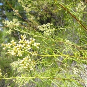 Cassinia quinquefaria at Greenway, ACT - 26 Feb 2017 03:46 PM