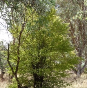 Crataegus monogyna at Greenway, ACT - 26 Feb 2017