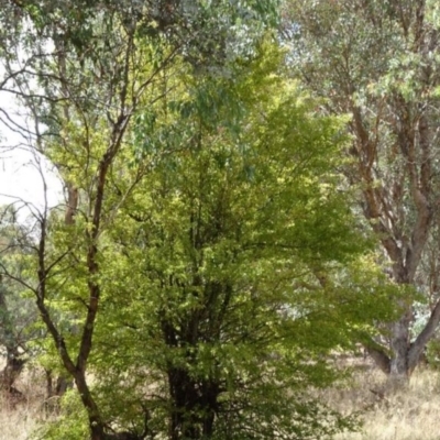 Crataegus monogyna (Hawthorn) at Greenway, ACT - 26 Feb 2017 by SteveC