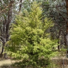 Crataegus monogyna at Greenway, ACT - 26 Feb 2017