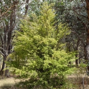 Crataegus monogyna at Greenway, ACT - 26 Feb 2017