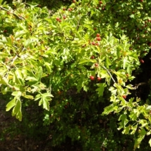 Crataegus monogyna at Greenway, ACT - 26 Feb 2017