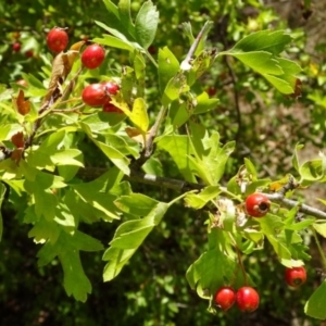 Crataegus monogyna at Greenway, ACT - 26 Feb 2017