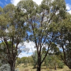 Eucalyptus melliodora (Yellow Box) at Greenway, ACT - 26 Feb 2017 by SteveC