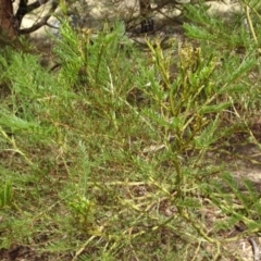 Acacia decurrens at Greenway, ACT - 26 Feb 2017