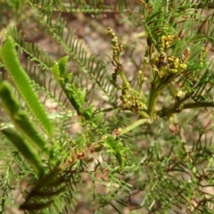 Acacia decurrens at Greenway, ACT - 26 Feb 2017