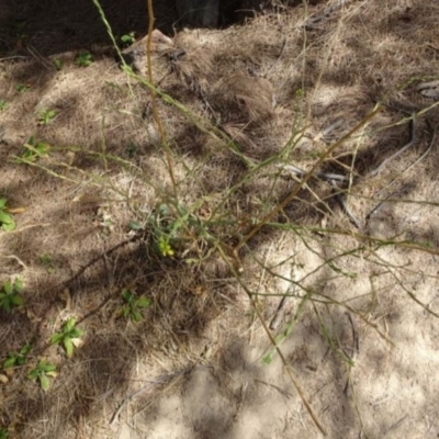 Hirschfeldia incana (Buchan Weed) at Greenway, ACT - 26 Feb 2017 by SteveC