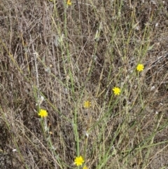 Chondrilla juncea (Skeleton Weed) at Greenway, ACT - 26 Feb 2017 by SteveC