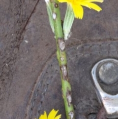 Chondrilla juncea at Greenway, ACT - 26 Feb 2017