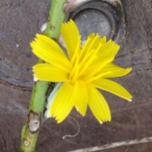 Chondrilla juncea at Greenway, ACT - 26 Feb 2017