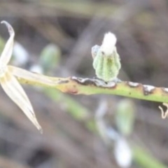 Chondrilla juncea at Greenway, ACT - 26 Feb 2017