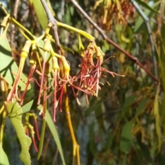 Amyema miquelii (Box Mistletoe) at Isaacs Ridge and Nearby - 26 Feb 2017 by Mike