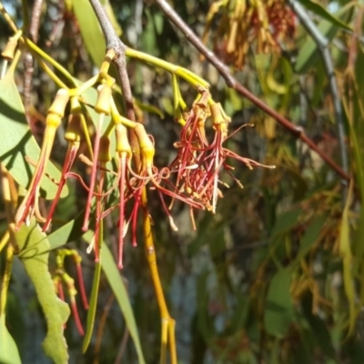 Amyema miquelii (Box Mistletoe) at Jerrabomberra, ACT - 26 Feb 2017 by Mike