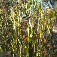 Amyema miquelii at Jerrabomberra, ACT - 26 Feb 2017 04:58 PM