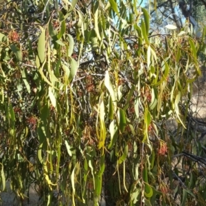 Amyema miquelii at Jerrabomberra, ACT - 26 Feb 2017