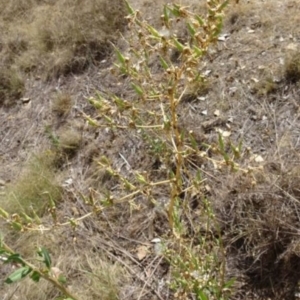 Lactuca serriola f. serriola at Greenway, ACT - 26 Feb 2017