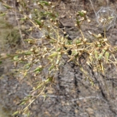 Lactuca serriola f. serriola at Greenway, ACT - 26 Feb 2017