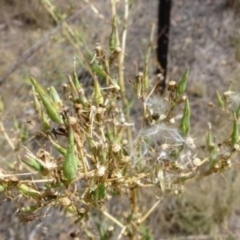 Lactuca serriola f. serriola at Greenway, ACT - 26 Feb 2017 04:29 PM