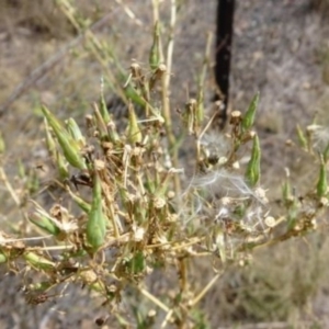 Lactuca serriola f. serriola at Greenway, ACT - 26 Feb 2017