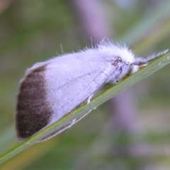 Acyphas semiochrea (Omnivorous Tussock Moth) at Booth, ACT - 26 Feb 2017 by MatthewFrawley