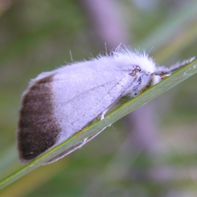 Acyphas semiochrea (Omnivorous Tussock Moth) at Namadgi National Park - 25 Feb 2017 by MatthewFrawley