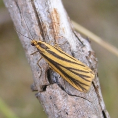 Phaeophlebosia furcifera (Forked Footman) at Namadgi National Park - 25 Feb 2017 by MatthewFrawley