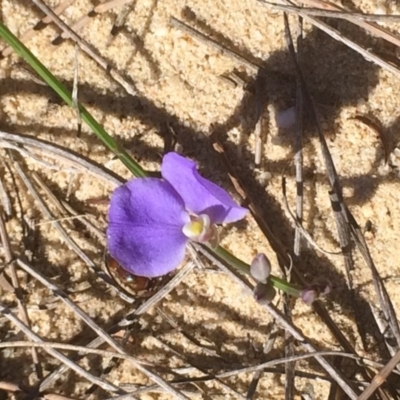 Comesperma sphaerocarpum (Broom Milkwort) at Green Cape, NSW - 26 Feb 2017 by NBlindell