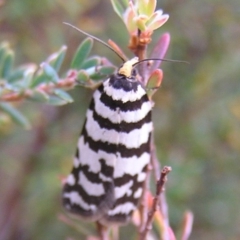 Technitis amoenana (A tortrix or leafroller moth) at Namadgi National Park - 25 Feb 2017 by MatthewFrawley