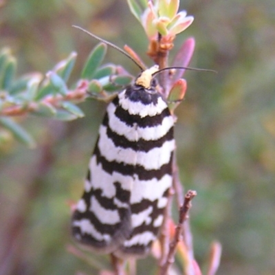 Technitis amoenana (A tortrix or leafroller moth) at Booth, ACT - 25 Feb 2017 by MatthewFrawley