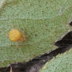 Araneus sp. (genus) (Orb weaver) at Isaacs Ridge and Nearby - 26 Feb 2017 by Mike