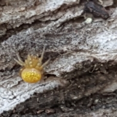 Araneus sp. (genus) at Symonston, ACT - 26 Feb 2017