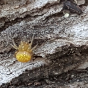 Araneus sp. (genus) at Symonston, ACT - 26 Feb 2017