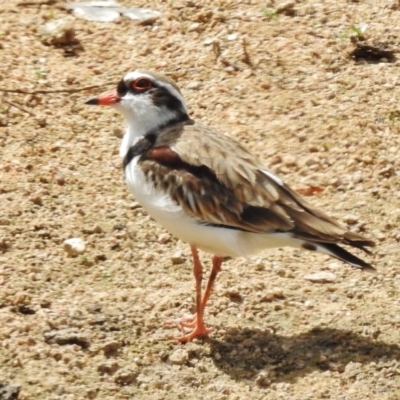 Charadrius melanops (Black-fronted Dotterel) at Namadgi National Park - 26 Feb 2017 by JohnBundock