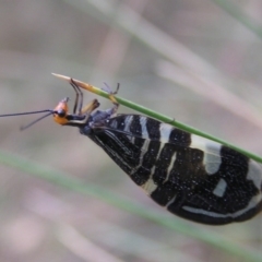 Porismus strigatus (Pied Lacewing) at Namadgi National Park - 25 Feb 2017 by MatthewFrawley