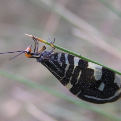 Porismus strigatus (Pied Lacewing) at Booth, ACT - 26 Feb 2017 by MatthewFrawley