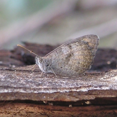 Geitoneura klugii (Marbled Xenica) at Booth, ACT - 26 Feb 2017 by MatthewFrawley